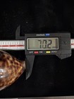 Cypraea Tigris 70 2mm No Collection Data  e035 