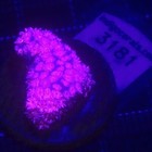 Pink Goniopora Frag Wysiwyg - Indigo Corals - Ic 3181 - Goni