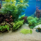 2 Pcs Fish Egg Collector Spawning Mops For Tank Aquarium Grass Babies Shelter