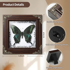 Real Papilio Maackii Butterfly Preserved Framed - 6 8x6 8 Inch Handcrafted Insec