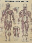 Medical Poster Anatomical Chart Co Muscular Sys Laminated Peter Bachin 24x20 Vtg