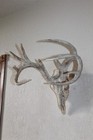 Whitetail Deer Mount Taxidermy Skull Antler Hunt Mule Log Cabin Decor