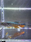 Fundulopanchax Sjoestedti Dwarf Red Gularis Pair 1m 1f Usa Bred   Raised