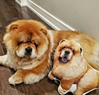 Custom 3d Photo Face Pillow   Turn Any Photo Into A Pillow   Pet Pillow
