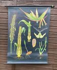 Vintage Botanical School Pull Down Chart Of A Rye Plant