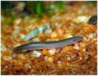 Black Kuhli Loach Med Pack 6 Live Fish Free Shipping