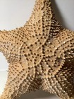 14    Large Real Dried Sea Star Starfish Specimen Nautical Decor