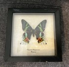 Sunset Moth Urania Madagascarensis Real Framed Madagascar Butterfly Taxidermy