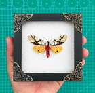 Real Butterfly Framed Taxidermy Insect Shadow Box Gothic Wall Art Oddities Decor