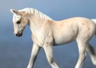 Custom Breyer Stablemate Trotting Warmblood Mare Fleabitten Grey Ooak Nice 