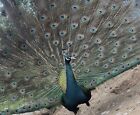  6  Variety Pack Of Peafowl Peacock Hatching Eggs  presale  Read Description     