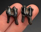 Top Quality Pair Of Fossilized Deer Teeth North Florida Natural Gems