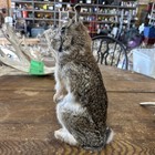 Cottontail Rabbit Standing    Taxidermy