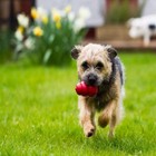 Kong Classic Red Dog Toy Stuffable Treat Launcher For Fetch Durable And Safe