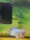 Vip Flowerhorn Kamfa F2  Hammer Big Kok  Full Pearl  Strong Body  Size 5 Inch
