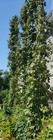 Organic Hops Rhizomes     4 Pack     Cascade  Centennial  Mt  Hood  Saaz - Free Ship