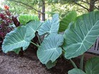 10 Live Bulbs Colocasia Gigantea Thailand Giant Thai Elephant Ear Huge Leaf