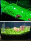 200  Pcs Aquarium Carpet Plant Seeds Aquatic Grass For Fish Tank Decoration