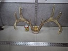 143-2  Big Wild 8 Pt Whitetail Deer Antler Rack Horn Skull Plate Decor Man Cave 