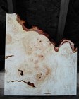 Xxl Wicked Curly Ambrosia birdseye Maple Burl Wood Slab Turning Wood  Epoxy Wood