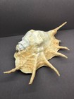 Lambis Truncata 34 2 Cm Giant  Special Color  Strombidae  Sea Shell