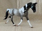 Peter Stone Dah 2025 Fcm Palouse Glossy Blue Roan Pinto