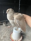 24   2 Dozen   Jumbo Coturnix Quail Fertile Hatching Eggs 