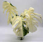 Monstera Albo Borsigiana Variegated Top Cutting Rooted