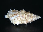 Cerithium Echinatum  Diver Collected   45ft Off Waianae At 39 82mm 
