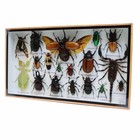 Framed 5-horn Rhino Beetle  Blue Cicada  Leaf Mantis   Scorpion