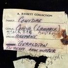 Conidae Conus Lamarck Lot Of 2 Australia  e951 