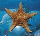 7  Bahamian Starfish  Sea Shell Beach Decor Tropical Reef Crafts