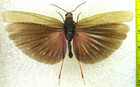 Orthoptera  Acrididae  Bryodema Gebleri Mongolica 2m A1  E  Russia  tyva Reg  