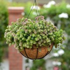 Coco Coconut Liners 10 12 14 16 Inch Planters Round Hanging Fiber Basket 3 Pcs