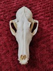  Red Fox Skull - Real Taxidermy Animal Mount Bones Skeleton Oddities Coyote
