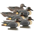 Avery 6 Pack Of Life-size Green-winged Teal Decoys  73021 