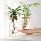 Hydroponic Glass Planter Vase Desktop Propagation Station Home Decor Plant
