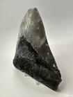 Megalodon Shark Tooth 6 02 Inch - Massive - Authentic Fossil - Natural 19160