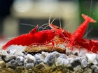20  Fire Red Shrimp Live Neocaridina Freshwater Aquarium Live Arrival Guarantee