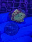 Jawbreaker Mushroom Coral Lps Softy Wyswyg 