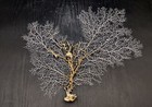 White Sea Fan Coral  1 Fan Approx  12-13  Inches 