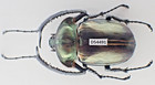 D54491  Insects  Dynastidae  Cheirotonus Sp  Vietnam North  76mm 