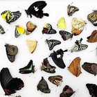 10 Pcs Real Butterfly Specimen 10pcs Specimens-not Spreading Wings