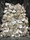 Oyster Shells  Ready To Decoupage   3-3 5 Inches Long   50 Count Lot 