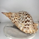 Triton Trumpet Seashell  charonia Tritonis  Natural  Large 15    Rare Ocean Decor