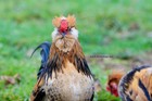 12  Fertile Barbu De Watermael Chicken Hatching Eggs