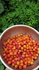 10  Chickasaw Plum Seeds     Fresh 2026 Harvest   Beyond Organic