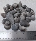 25 Pc Michigan Horn Coral Rugosa Fossil Unpolished Devonian Craft Lot 15 Oz