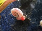 10  Ramshorn Snails    Pink  Blue  Red  Brown Algae Eaters tankcleaners