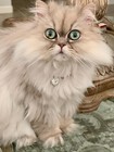 Princess Pink Cat Pet Collar Breakaway   66 Carats Made In Usa